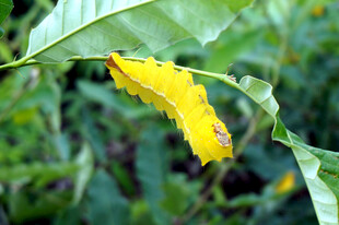 黄色毛毛虫栖息绿叶间