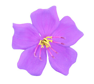 漂亮的紫牡丹抠图