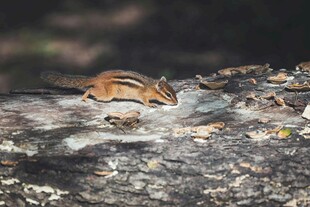 林间松鼠在树干上活动