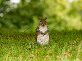 草地上站立的可爱松鼠