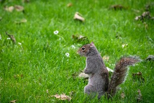 草地上站立的可爱松鼠