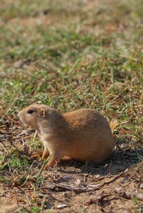 草原上的可爱小地鼠