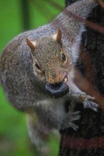 松鼠树上衔物瞬间