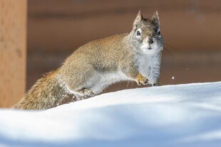雪地中的松鼠