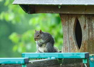 木亭边进食的可爱小松鼠