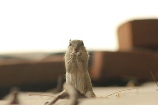 沙漠中站立的小沙鼠