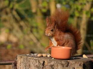 松鼠于树桩旁进食
