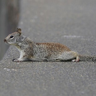 路边休憩的松鼠