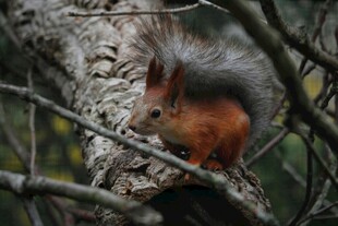 树枝上的红松鼠