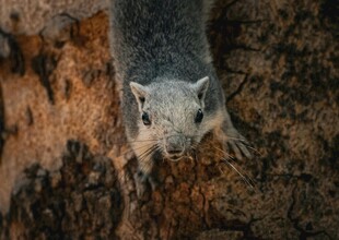 树干上的可爱小松鼠