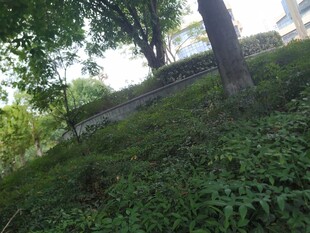 绿意盎然的山坡景致