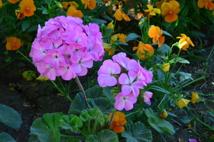 天竺葵  花草 花朵 花瓣 花