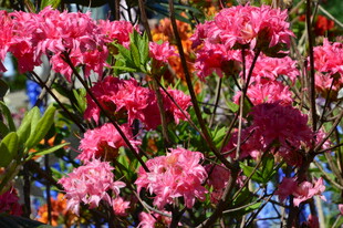 杜鹃花 