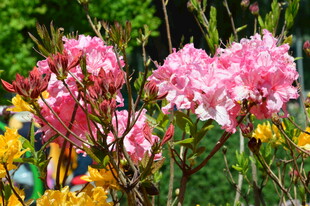 杜鹃花  