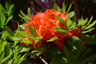 杜鹃花 