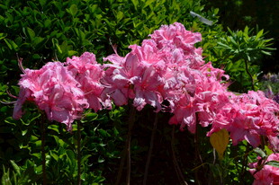 杜鹃花  