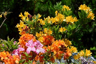 杜鹃花  
