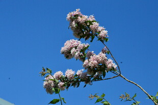 蝟实花 