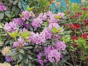 杜鹃花  