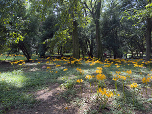 林间黄花绽放的静谧美景