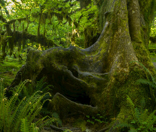 森林中盘根错节的古老树根