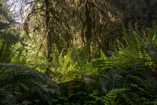 森林中的繁茂绿植景观