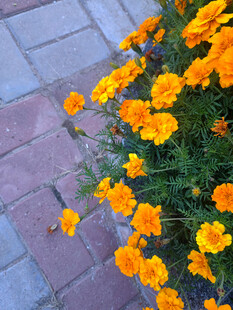 路边绽放的鲜艳橙色花朵图片