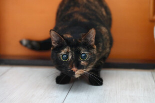 小猫