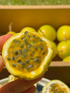 手持切开的新鲜百香果