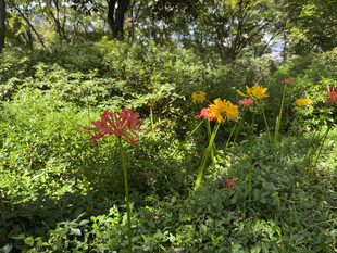 林间绽放的多彩花卉