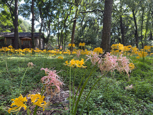 林间繁花盛开的静谧美景