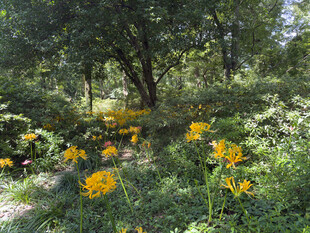 林间绽放的灿烂黄色花朵