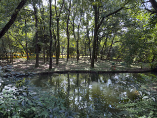 林间静谧池塘景观