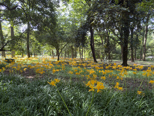 林间黄花绽放的美丽景致