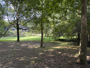 林间阳光洒落的静谧场景