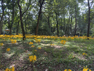 林间黄花绽放美景