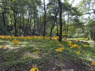 林间绽放的灿烂黄色小花