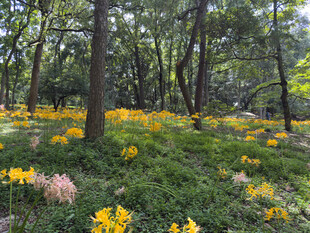 林间烂漫野花绽放