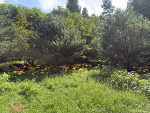 绿意盎然的户外自然景观