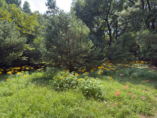 林间草地绽放的灿烂花朵