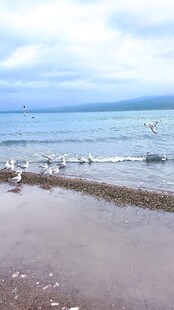 海边沙滩上的群鸟