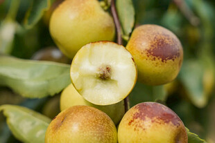 枝头的诱人冬枣