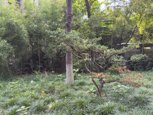 林间雅致盆景景观