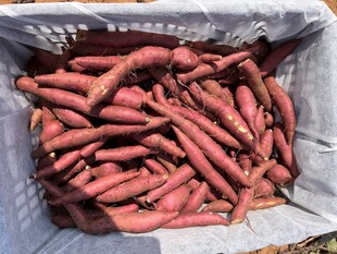 红薯