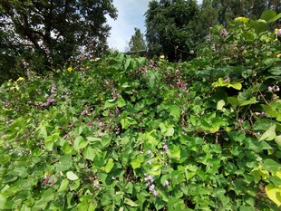 地里繁茂农作物景观