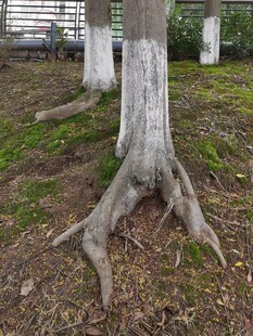 裸露树根的大树景象