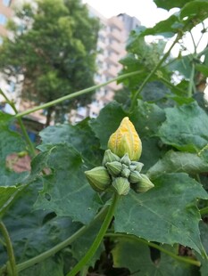 田间含苞待放的黄色瓜花