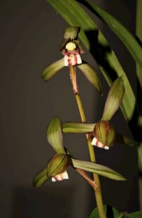 优雅绽放的珍稀兰花