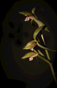 神秘夜色中的优雅兰花