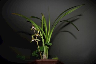 优雅兰花盆栽展示